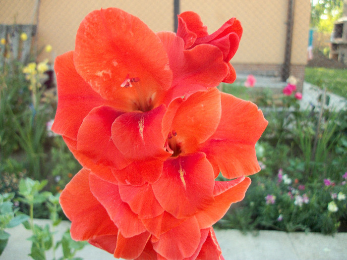 100_2084 - gladiole 2012