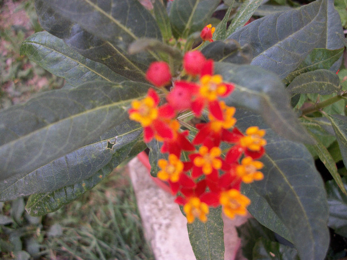 100_2171 - asclepias