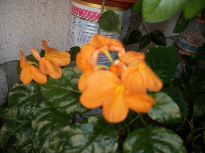 100_2173 - crossandra