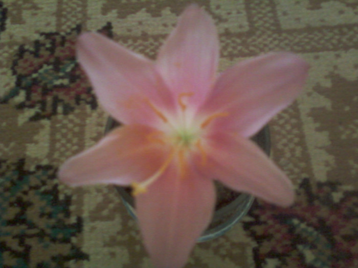 29 iulie 2012-flori 001 - zephyranthes