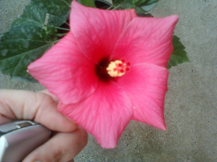 29 iulie 2012-flori 004 - hibiscus