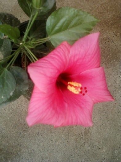 hibi ciclam simplu - hibiscus