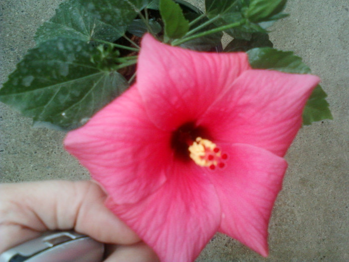 29 iulie 2012-flori 005 - hibiscus