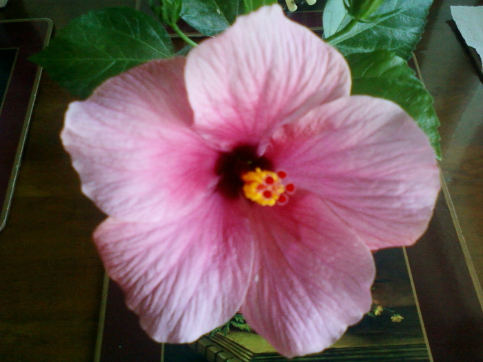 hibi ciclam simplu - hibiscus