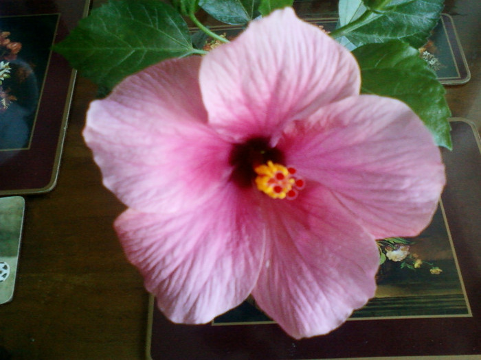 29 iulie 2012-flori 009 - hibiscus