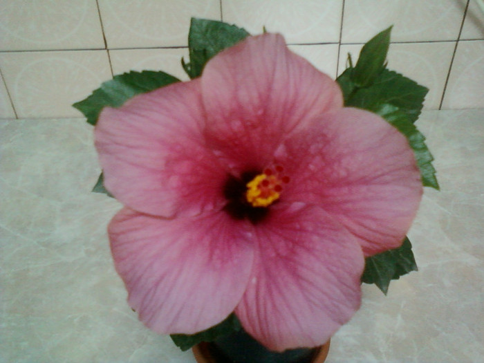 hibi ciclam simplu - hibiscus
