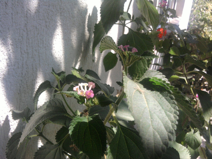 lantana - sfarsit iulie