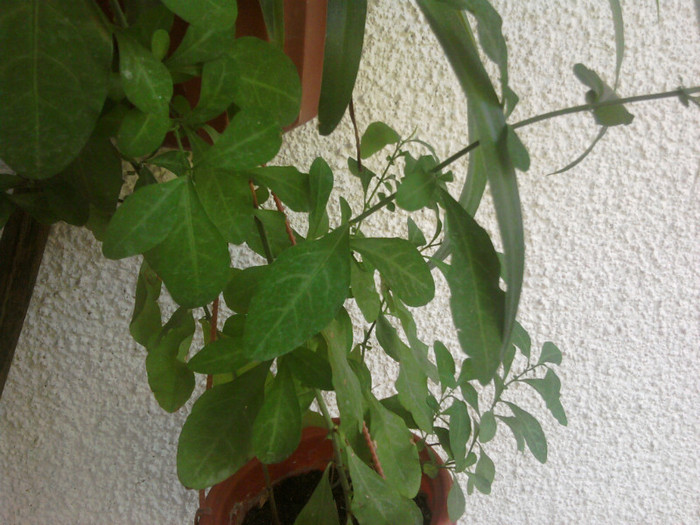 plumbago - sfarsit iulie
