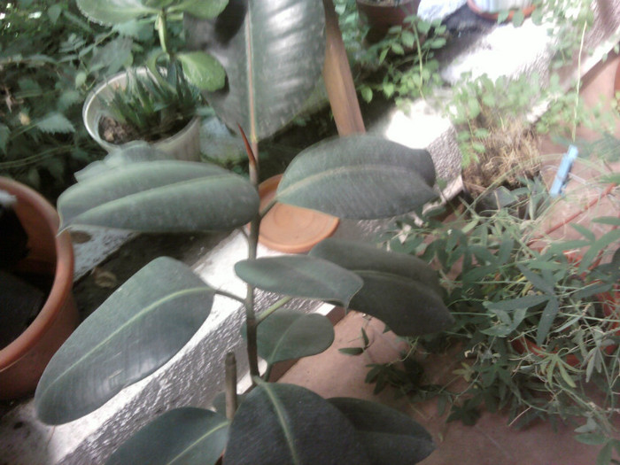 ficus