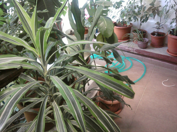 dracena - sfarsit iulie