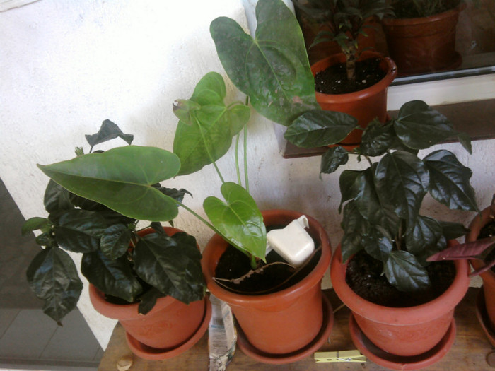 Fotografii-0199