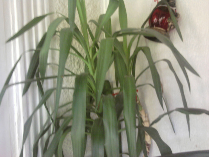 yucca