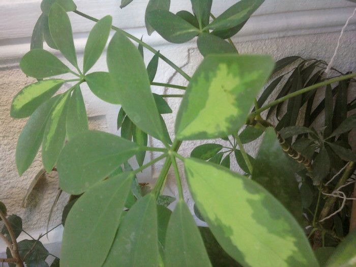 schefflera