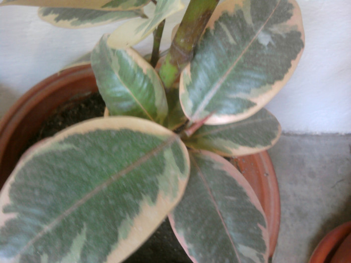 ficus