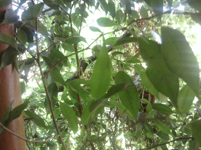 ficus benjamina - sfarsit iulie