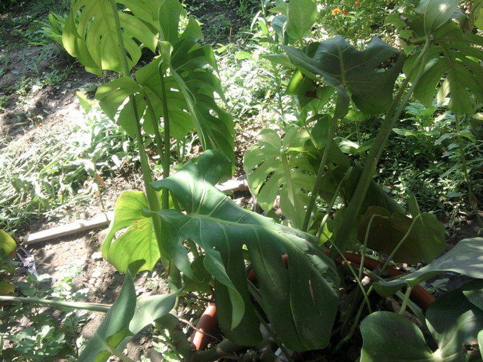 filodendron
