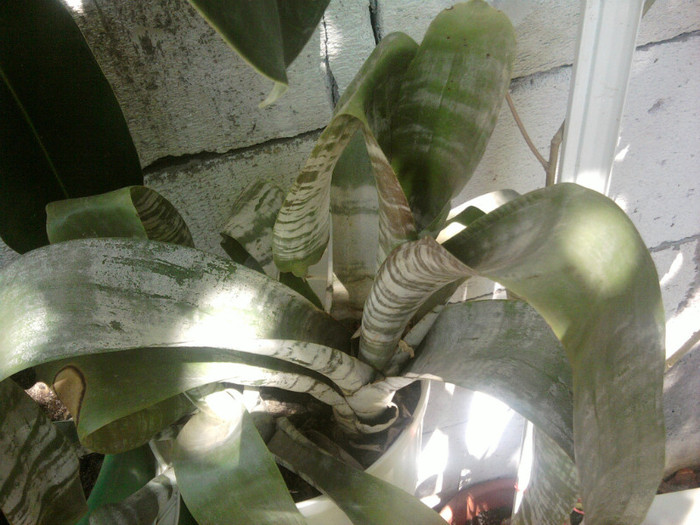 aechmea