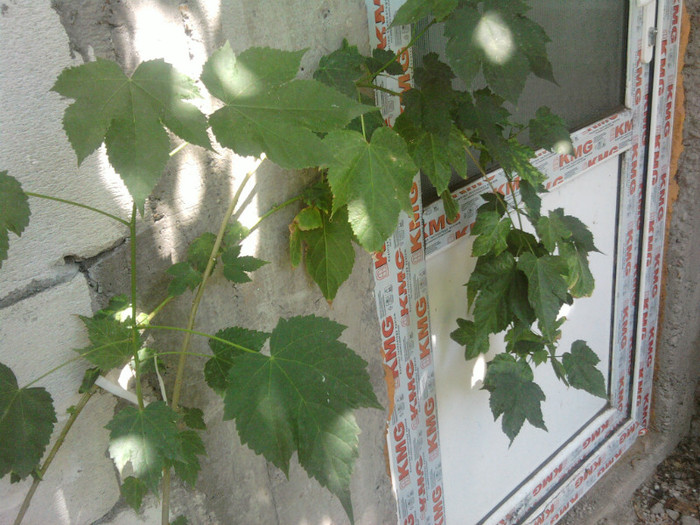 abutilon