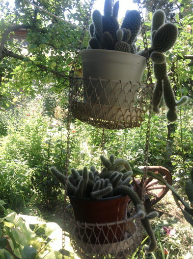 cactusi