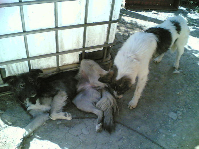 puffy si negrutza - LADY SI PRIETENII