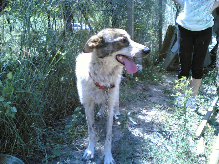 lady - LADY SI PRIETENII