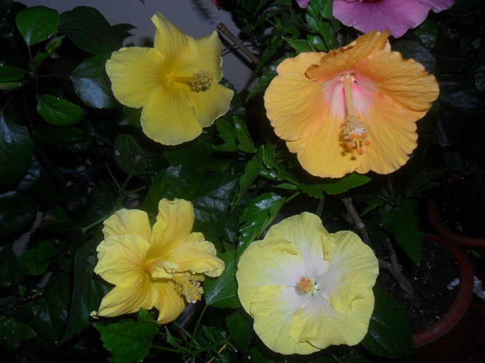 Hibiscus grup