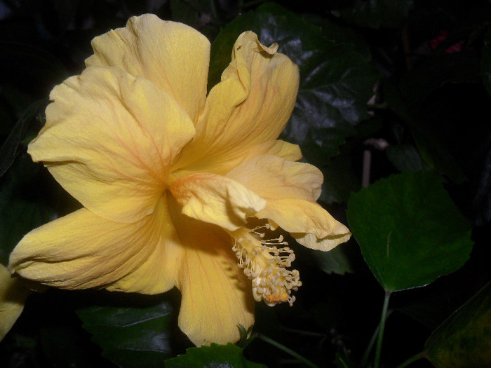 Hibiscus Senegal