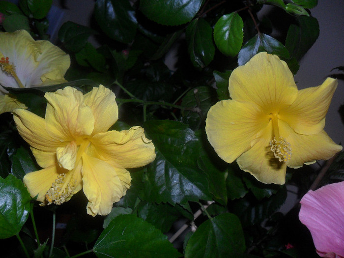 Hibiscus Senegal