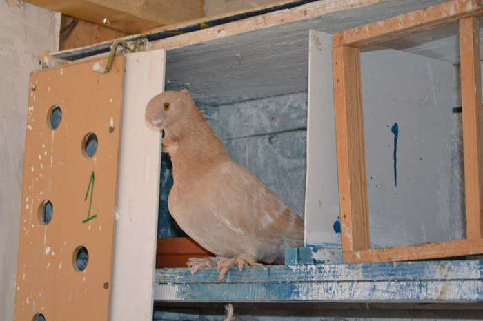 132 - blondinetii mei  2012