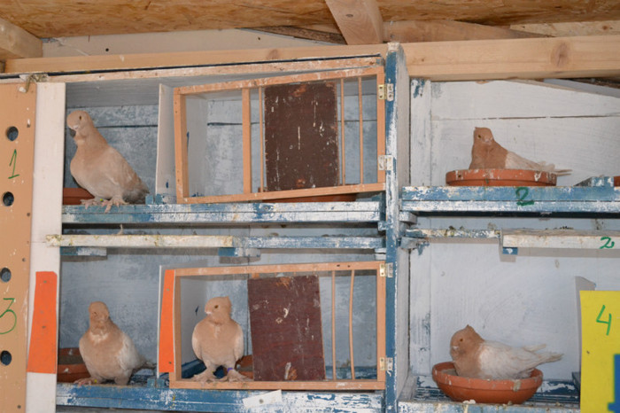 134 - blondinetii mei  2012