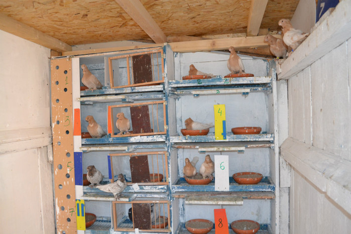 135 - blondinetii mei  2012