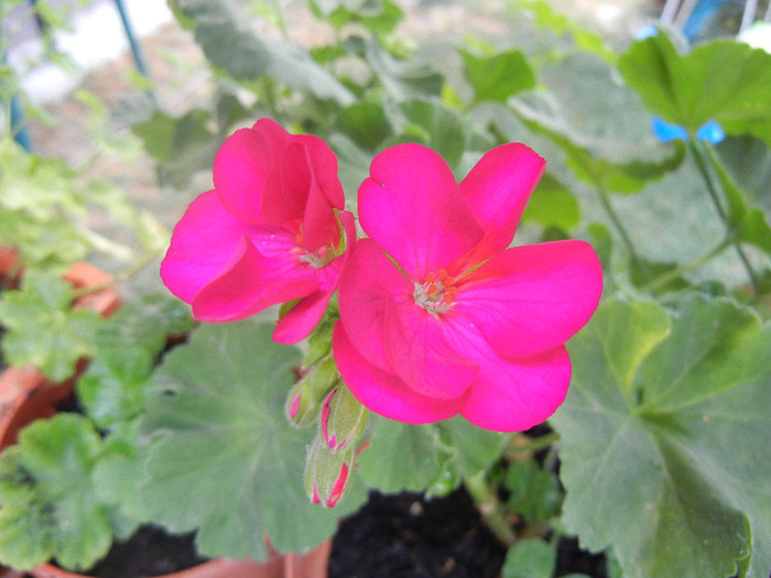 Bright Odette Geranium (2012, Jul.28) - Geranium Bright Odette