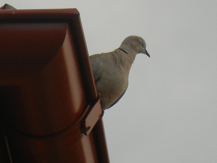 Collared Dove (2012, July 16) - Collared Dove_Gugustiuc