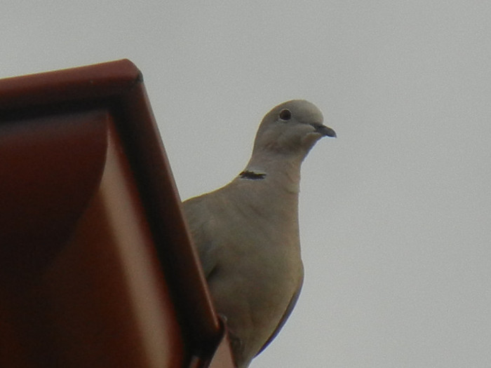 Eurasian Collared Dove (2012, July 26) - Collared Dove_Gugustiuc