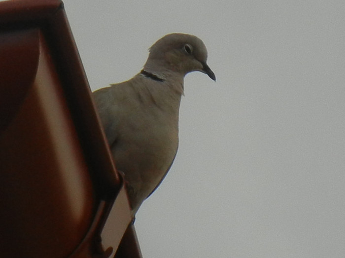 Eurasian Collared Dove (2012, July 26) - Collared Dove_Gugustiuc