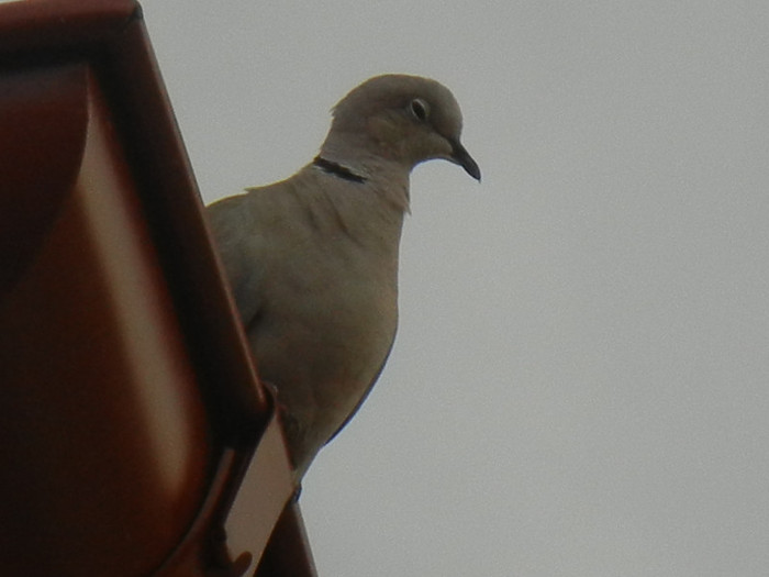 Eurasian Collared Dove (2012, July 26)