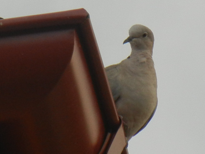 Streptopelia decaocto (2012, July 26) - Collared Dove_Gugustiuc