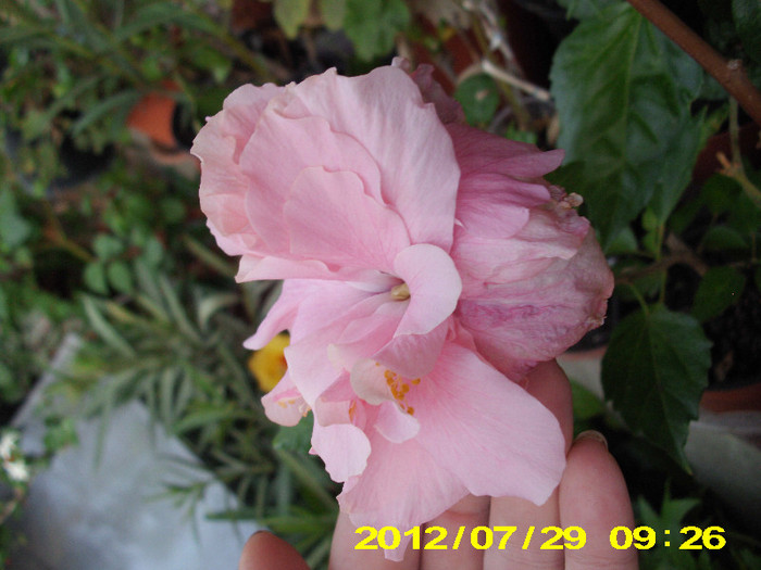 dublu roz