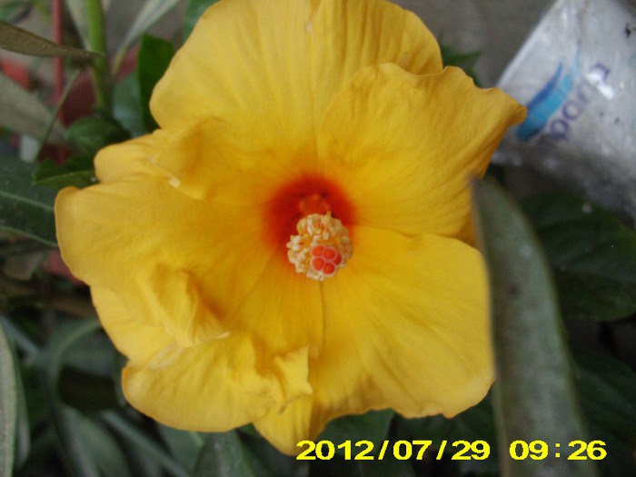 2012-07-08 077 - hibiscus