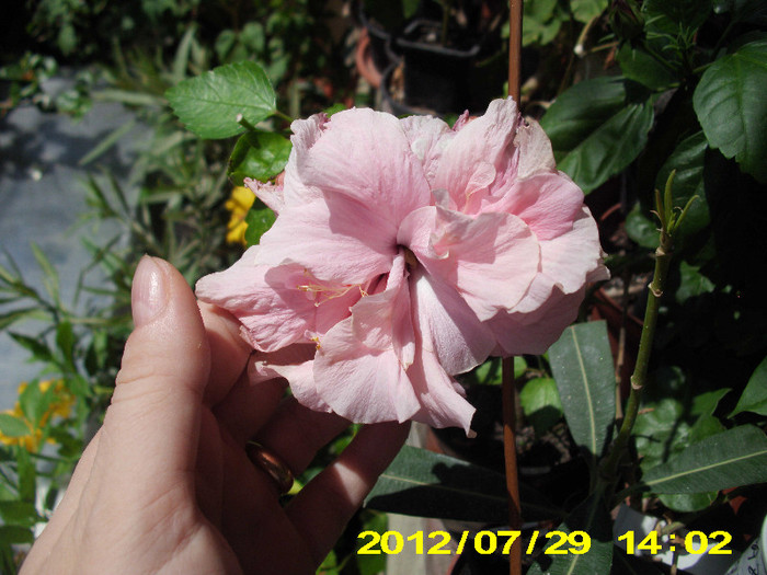2012-07-08 078 - hibiscus