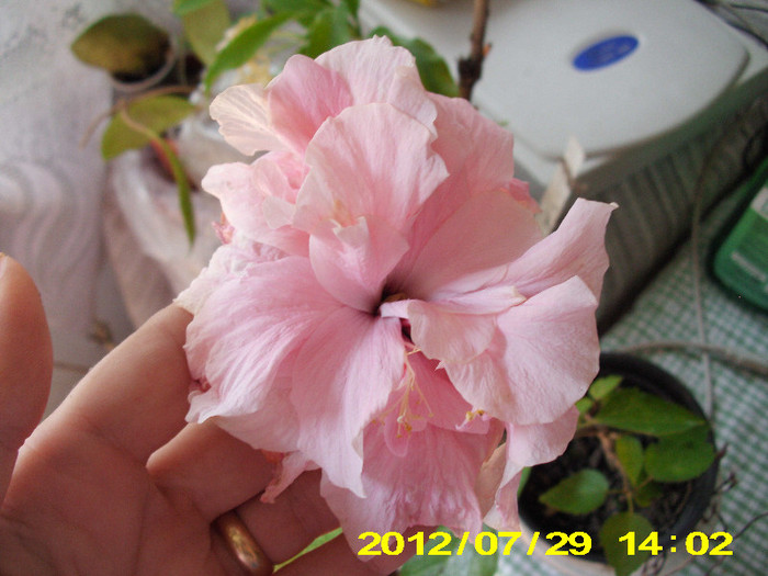 2012-07-08 080 - hibiscus
