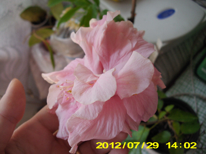 2012-07-08 079 - hibiscus
