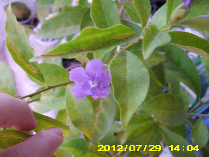 2012-07-08 082