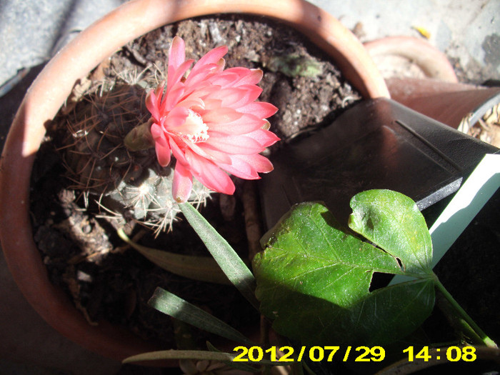 2012-07-08 083