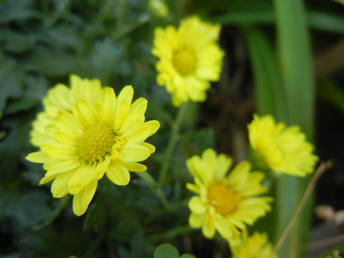 Chrysantemum Fancy That (2012, Jul.25)