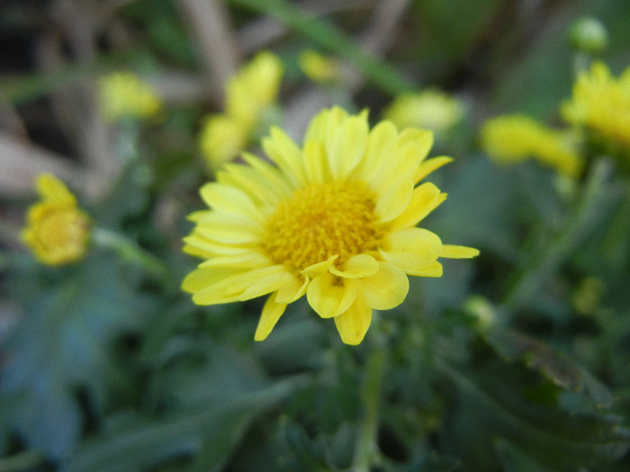 Chrysantemum Fancy That (2012, Jul.25) - Chrysantemum Fancy That