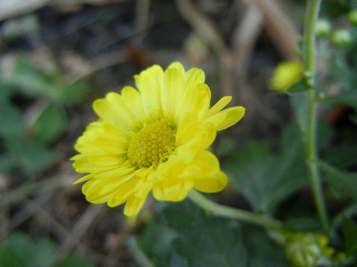 Chrysantemum Fancy That (2012, Jul.25) - Chrysantemum Fancy That