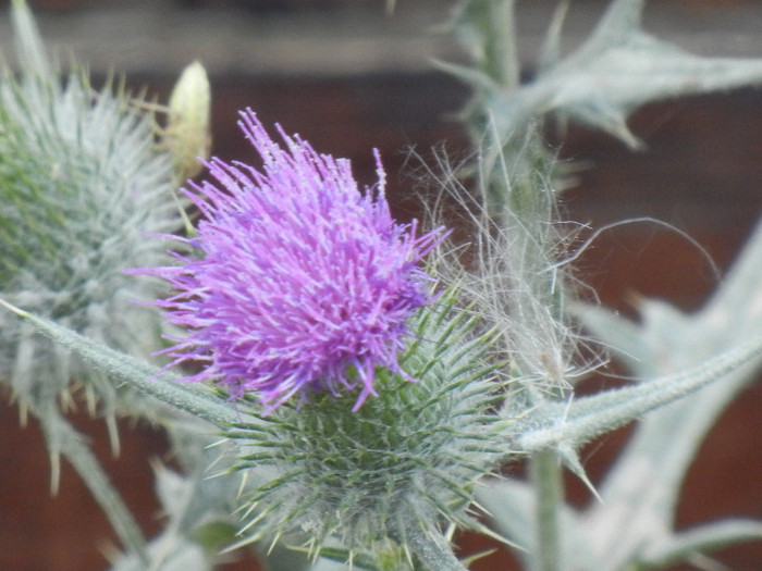 Cirsium spp. (2012, July 21)