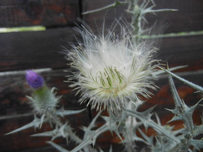 Cirsium spp. (2012, July 24) - Cirsium spp_Thistle