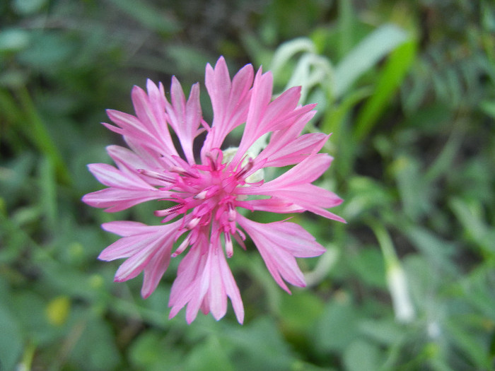 Centaurea cyanus Pink (2012, July 16) - Centaurea cyanus Pink